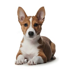 sitting basenji