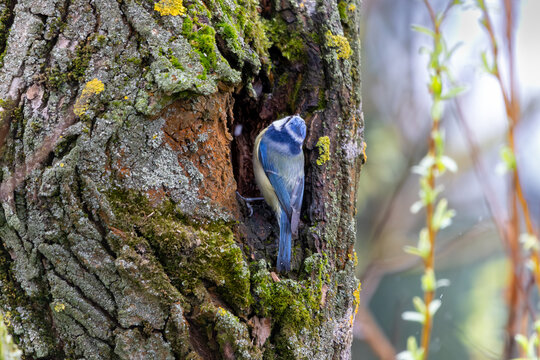 Sikorka modraszka przy dziupli na drzewie.