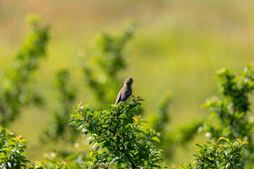 Mały ptak zaganiacz siedzący na krzewie  © Andrzej