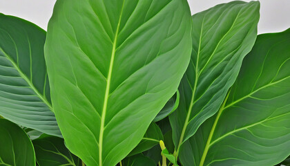 Enhance the garden with large, vibrant green leaves as a decorative base