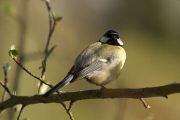 Cute tit (Parus major) sitting on a tree branch.