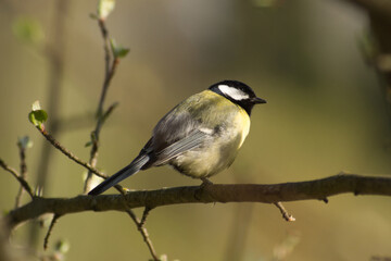 Cute tit (Parus major) sitting on a tree branch.