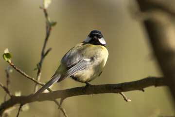 tit (Parus major)