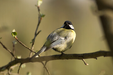 tit (Parus major)