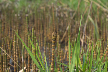 Equisetum fluviatile