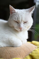portrait of a white cat