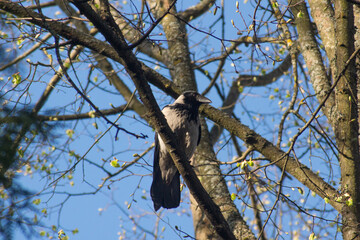 Gray crow sits on a branch of a linden tree