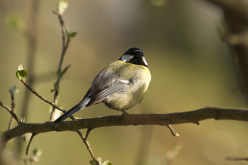 Cute tit (Parus major) sitting on a tree branch.