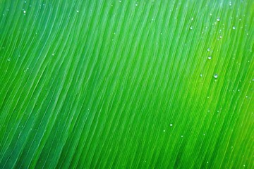 green leaf background