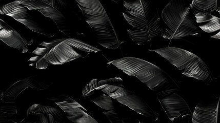   A monochrome picture of numerous leaves on a dark backdrop with sunlight glinting off them