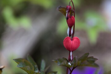 Lamprocapnos spectabilis or bleeding heart blooming in the garden. Bokeh background . Copy space .