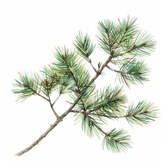 Obraz premium A watercolor illustration of a pine branch isolated on a wooden background. Hand drawn needles branches of greenery. Holiday décor with fir branch. New Year celebration decoration for 2024.