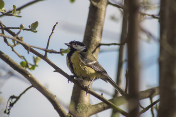 tit (Parus major) sitting on a tree branch.