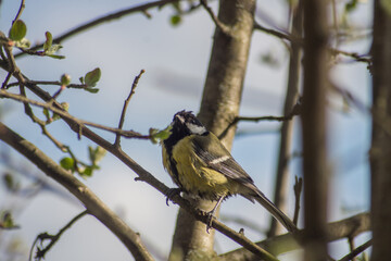 Sick tit (Parus major)
