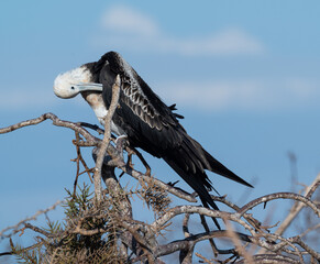 Juvenile frigate bird preening itself on top of a tree in bright sunshine