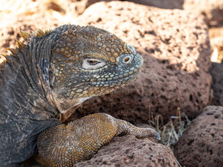 Close up of yellow headed iguana as it rests in the shade