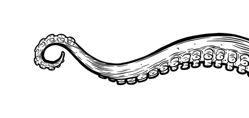 Octopus tentacles reaching upwards, squid-like marine animal body parts protruding from out of frame. Retro vintage hand drawn illustration.  © Very Well Studio