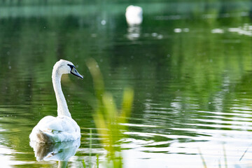 Fototapeta premium swan on the lake