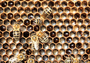 . Eggs and larvae in combs.
Bees caring for larvae. They feed them and blowing air. 
