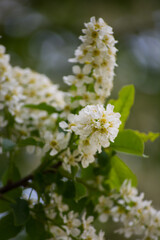 Bird cherry