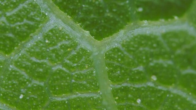 mulberry leaf under the microscope - light microscope x50 magnification