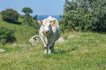 cow in the field