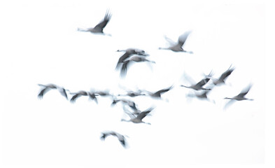 Ethereal image of cranes in motion against a white background