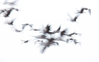 Abstract motion blur of cranes in flight against white background