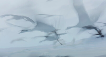 Abstract motion blur of cranes in flight