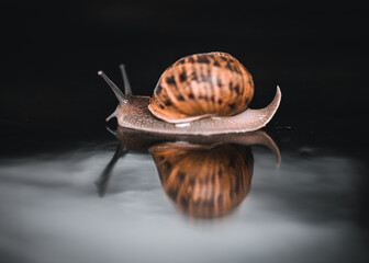 Snail Reflection