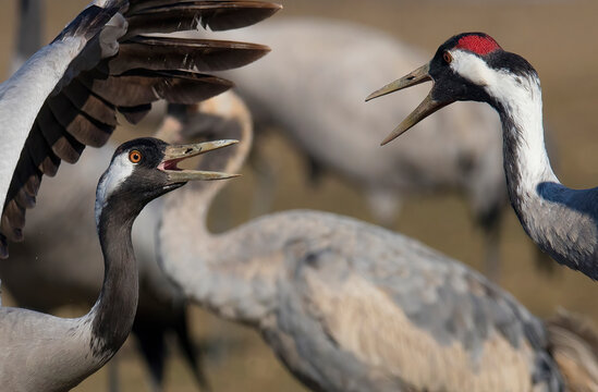 Squabbling cranes captured in a dynamic close-up encounter