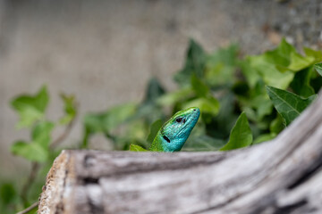 Ixodes ricinus nymph feeding next to the eye of a
green lizard, Lacerta viridis
