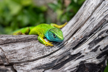 Ixodes ricinus nymph feeding next to the eye of a
green lizard, Lacerta viridis