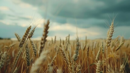 Fototapeta premium Beautiful View of a Wheat Field on a Cloudy Day