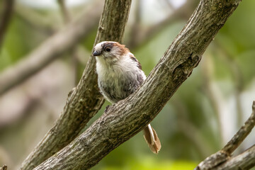 木の枝にとまるエナガ幼鳥
