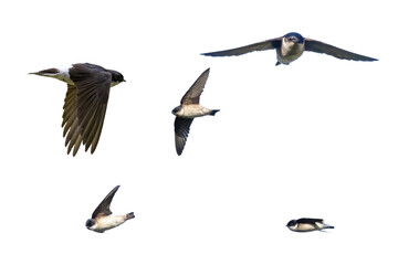 飛翔するイワツバメ青空の切り抜き画像