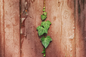 Ivy Breaking Through an Old Timber Door