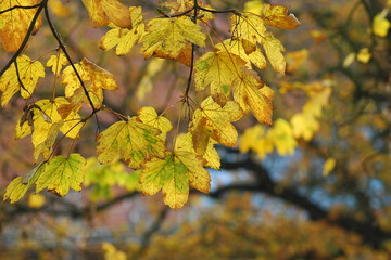 Colorful Leaves in the Park