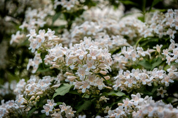 white and pink flowers of Abelia x grandiflora shrub	