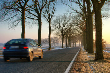 Rural Highway with Alley Trees in Brandenburg, Germany