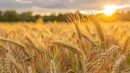Fototapeta premium wheat, field, agriculture, grain, farm, crop, nature, harvest, summer, plant, cereal, corn, yellow, golden, bread, food, barley, ear, rural, seed, landscape, ripe, straw, rye, sky