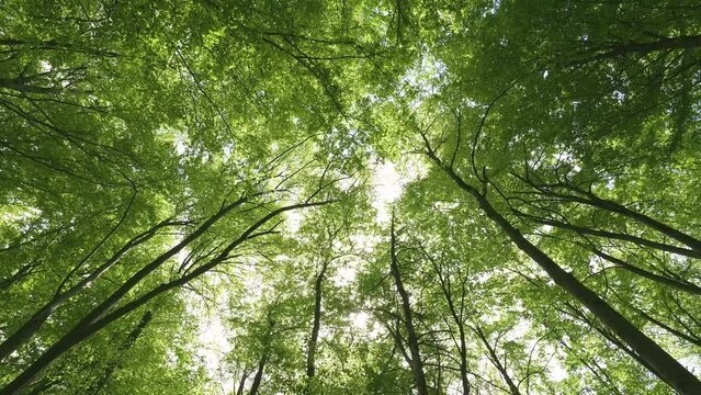 Peaceful nature with green trees in spring forest nature, up view panorama