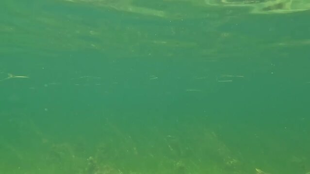 Sky to see, diving in an European sea, beach, summer vibes, dive, calm ocean, underwater, transition video, summer vacation