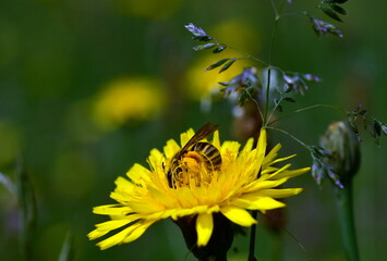 Biene auf gelbem Habichtskraut