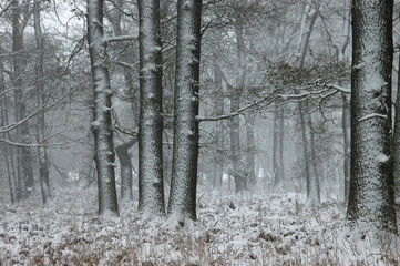 Brandenburg's Snow-Kissed Trees: Tranquil Winter Landscape