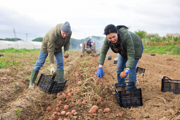 Couple of professional farmers, man and woman, harvesting sweet potatoes at a farm field