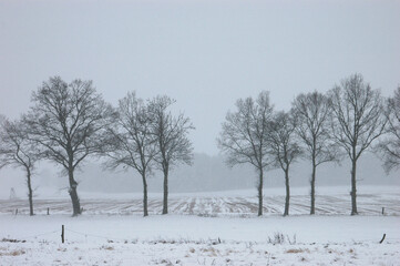 Brandenburg's Snow-Kissed Trees: Tranquil Winter Landscape