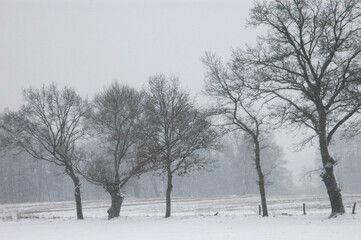Brandenburg's Snow-Kissed Trees: Tranquil Winter Landscape