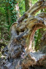 Fototapeta premium Umgestürzter Baum an den Geroldsauer Wasserfällen wird zum Klettergerüst