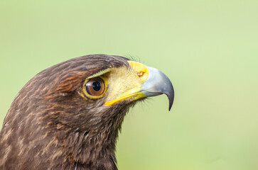 portrait of a harris hawk, falconry concept. Parabuteo Unicinctus